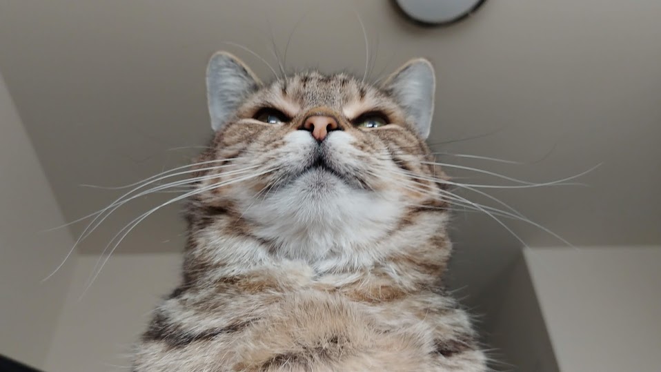 Image of a cat with the longest whiskers in the universe.