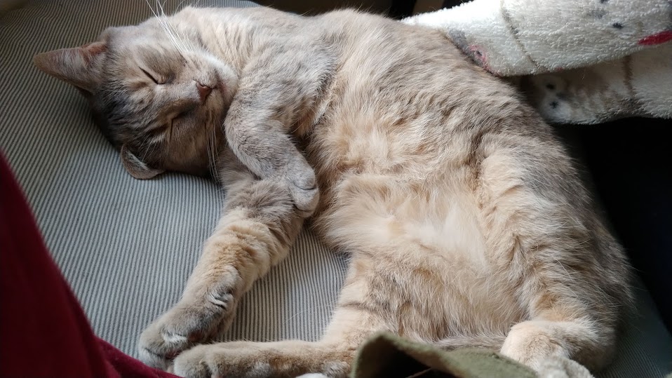 Image of a cat showing her spotty belly.