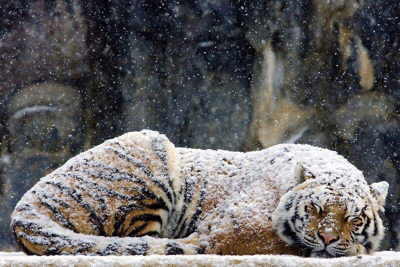 A photo of a tiger covered in snow.
